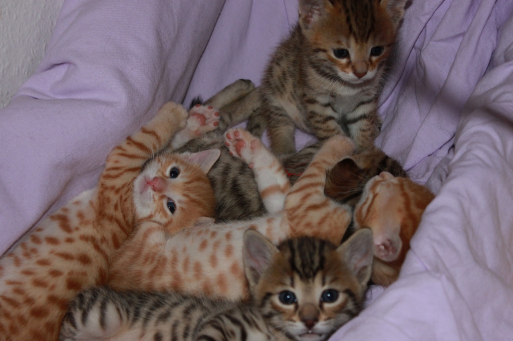 Bengal Kitten in silber Bengal Cat