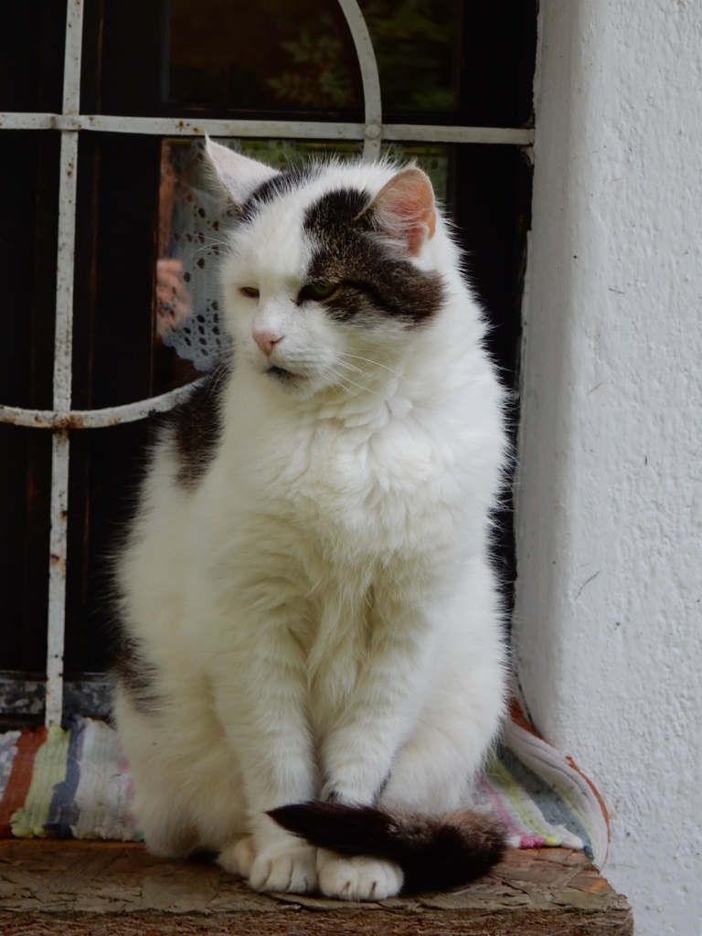 Katzen Hauskatzen Tieranzeigen Seite 1