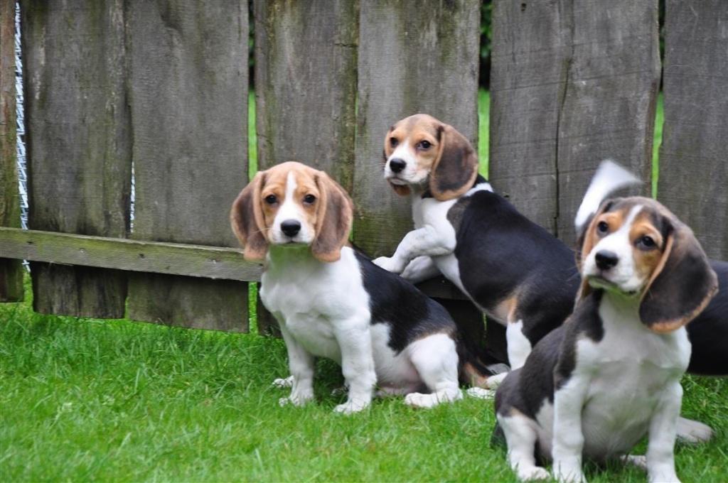 Hunde Rassehunde Beagle Tieranzeigen Seite 1