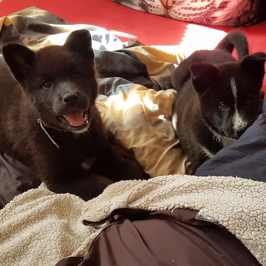 Tieranzeigen Japanische Kleinanzeigen