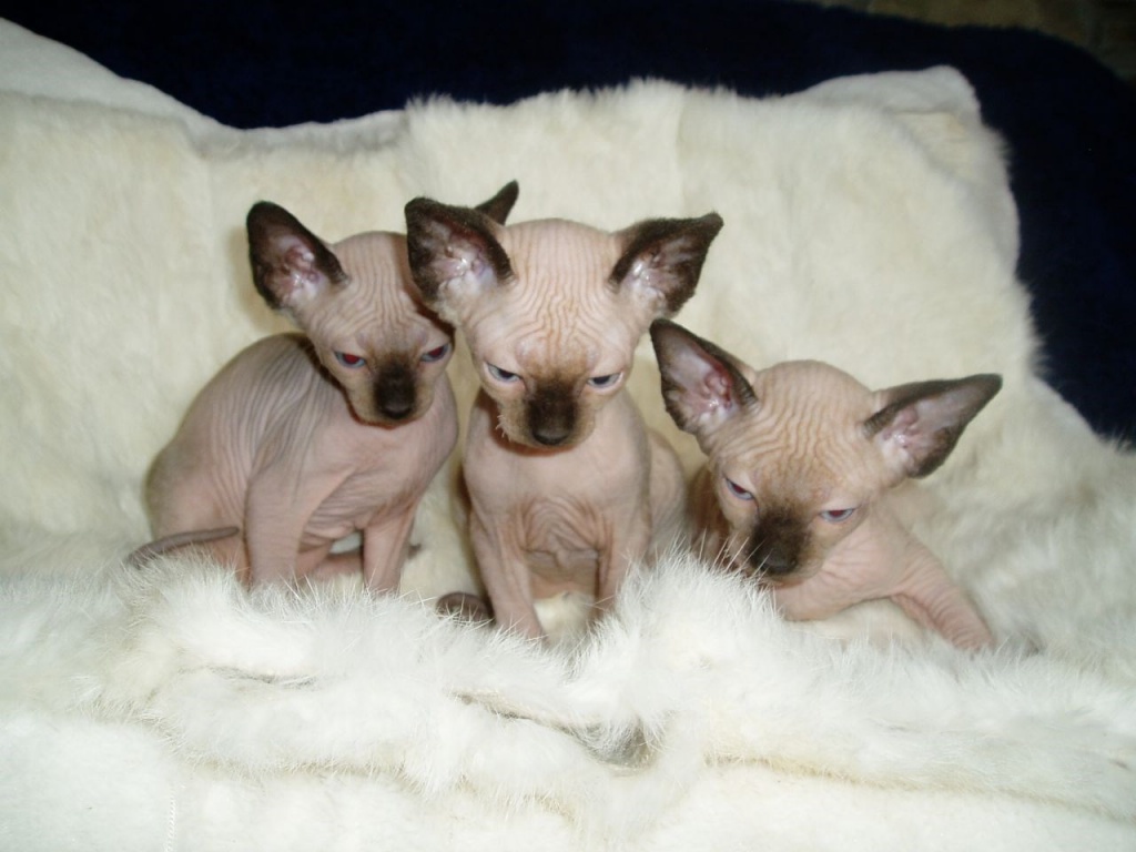Sphynx Katze Baby Eine sphynx katze oder ein sphynx katzenbaby in