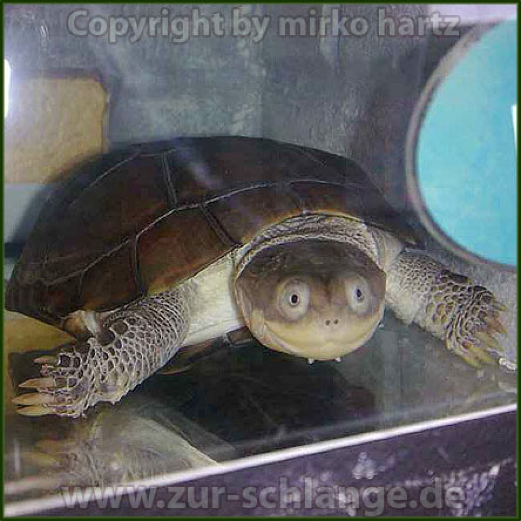 Tieranzeigen Schildkröte Kleinanzeigen