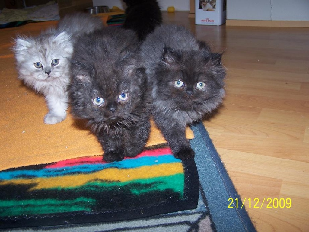 Tieranzeigen Perserkitten Kleinanzeigen