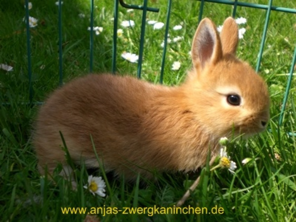 spezialisierte Mini Zwergkaninchenzucht in nrw Kaninchen