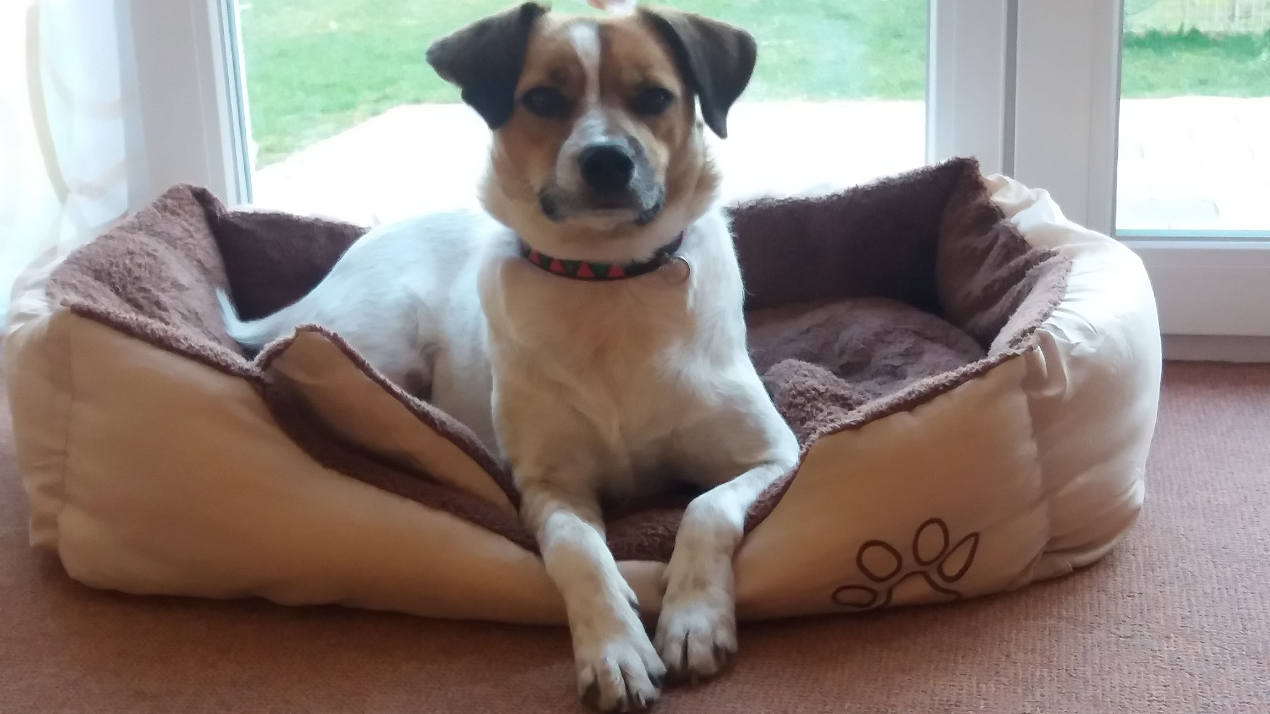 Hund Viteaz Tierheim Amberg