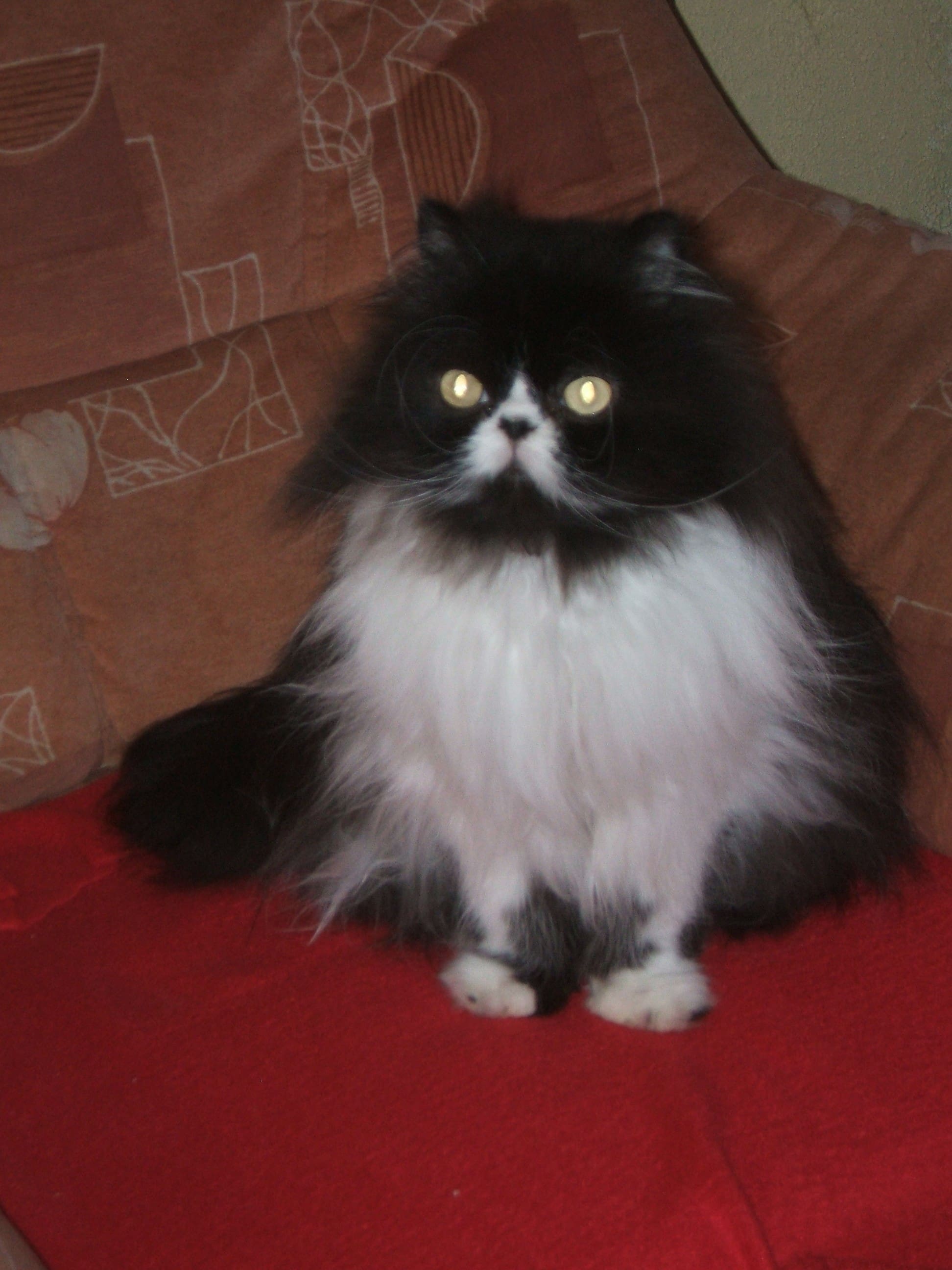 Katze Uschi Tierheim Amberg