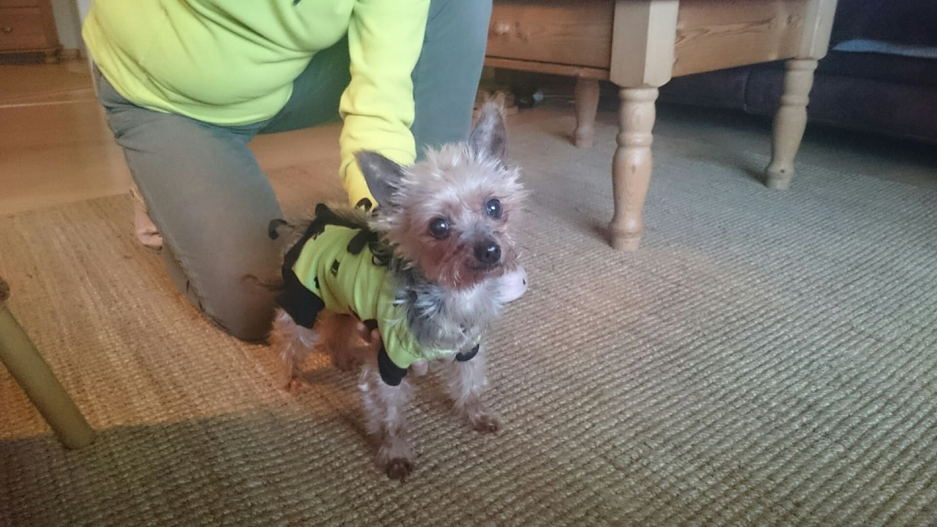 Yorkshire Terrier ‚Püppi‘ Tierheim Amberg