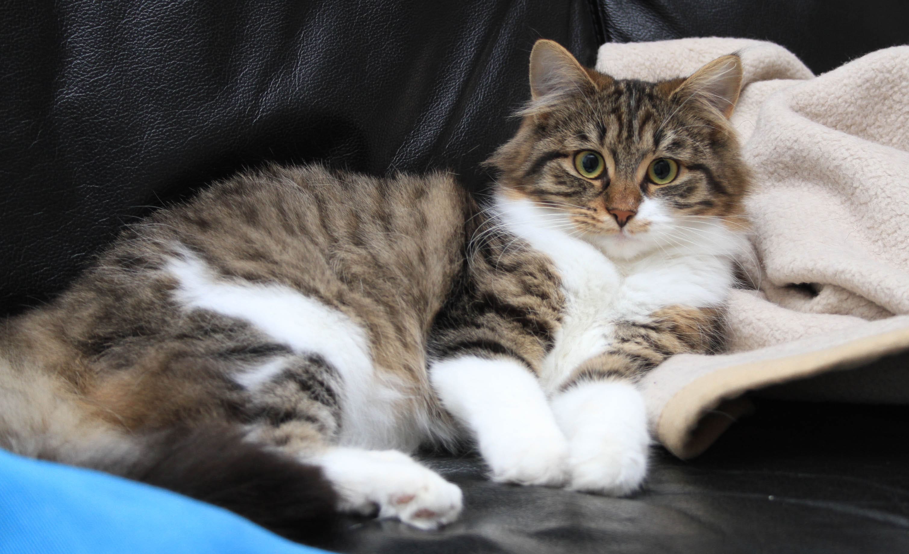 Katze Annabelle Tierheim Amberg