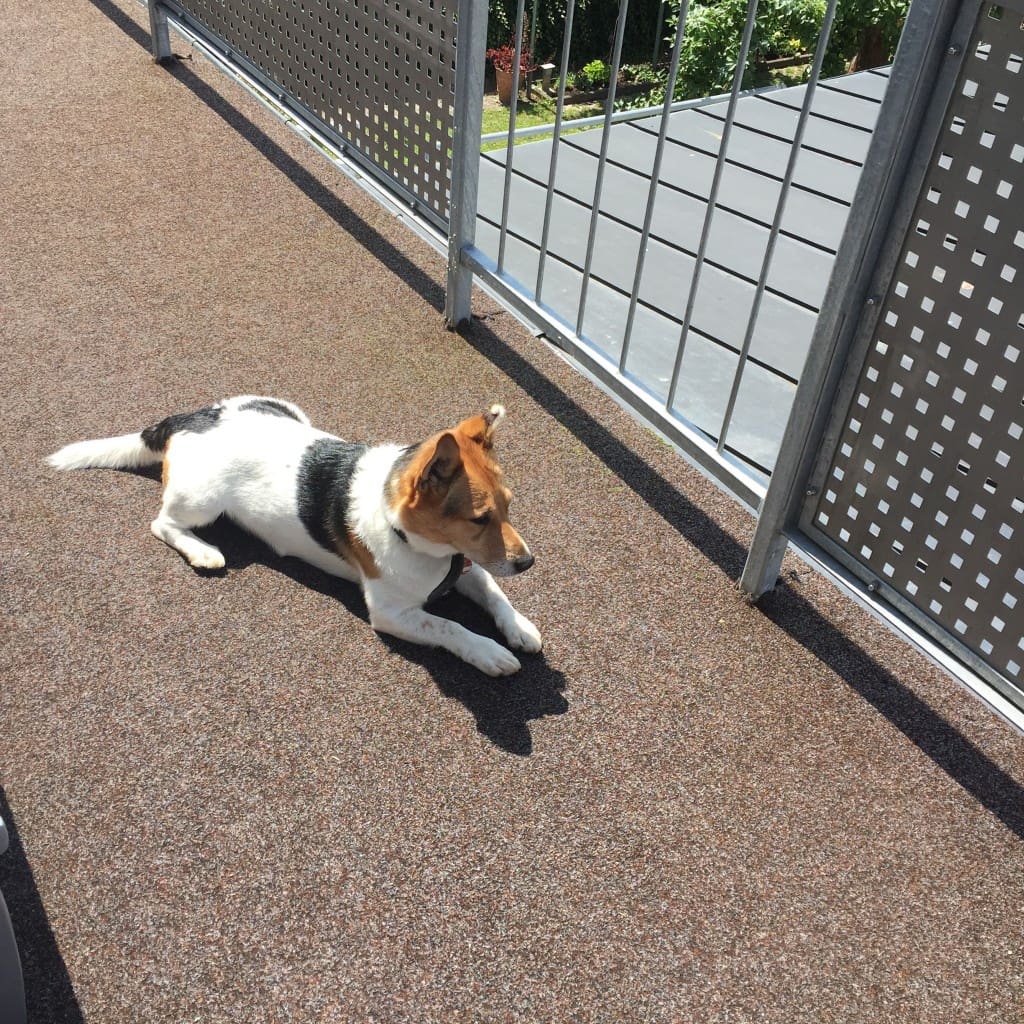Hund ‚Elvis‘ Tierheim Amberg