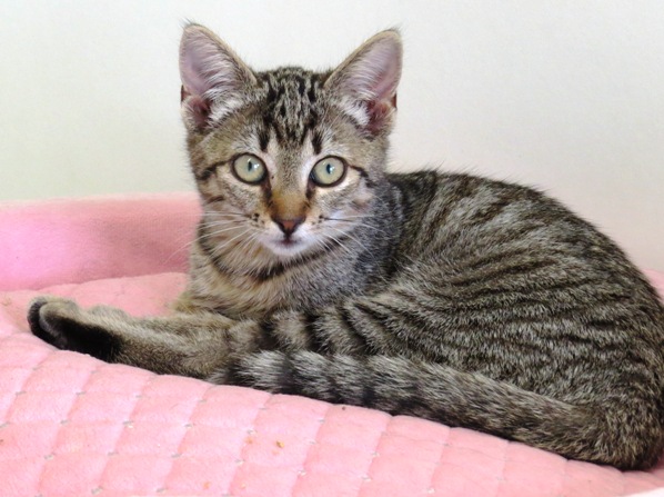 Baby 3 Tierheim Ansbach und Umgebung e.V.