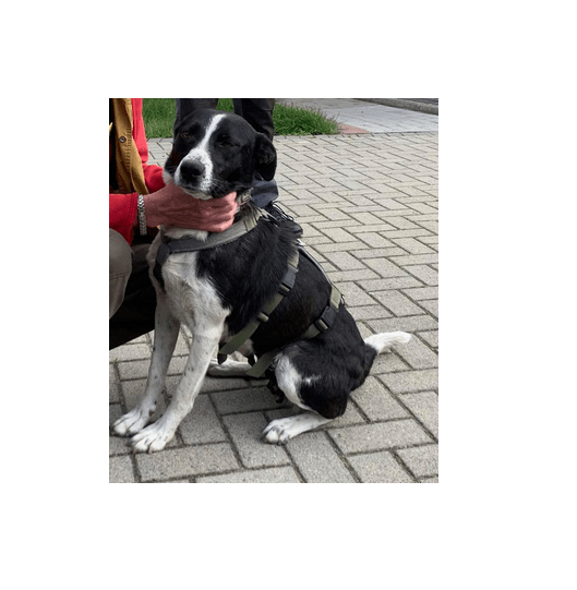 Liebe Mischlingshündin aus Rumänien im Tierheim Cottbus