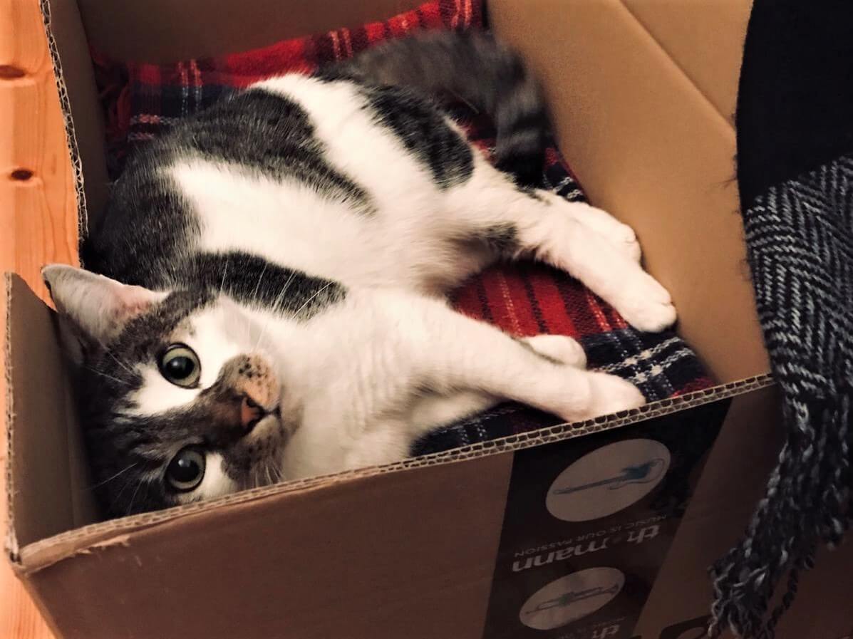 katze Tierheim HenstedtUlzburg