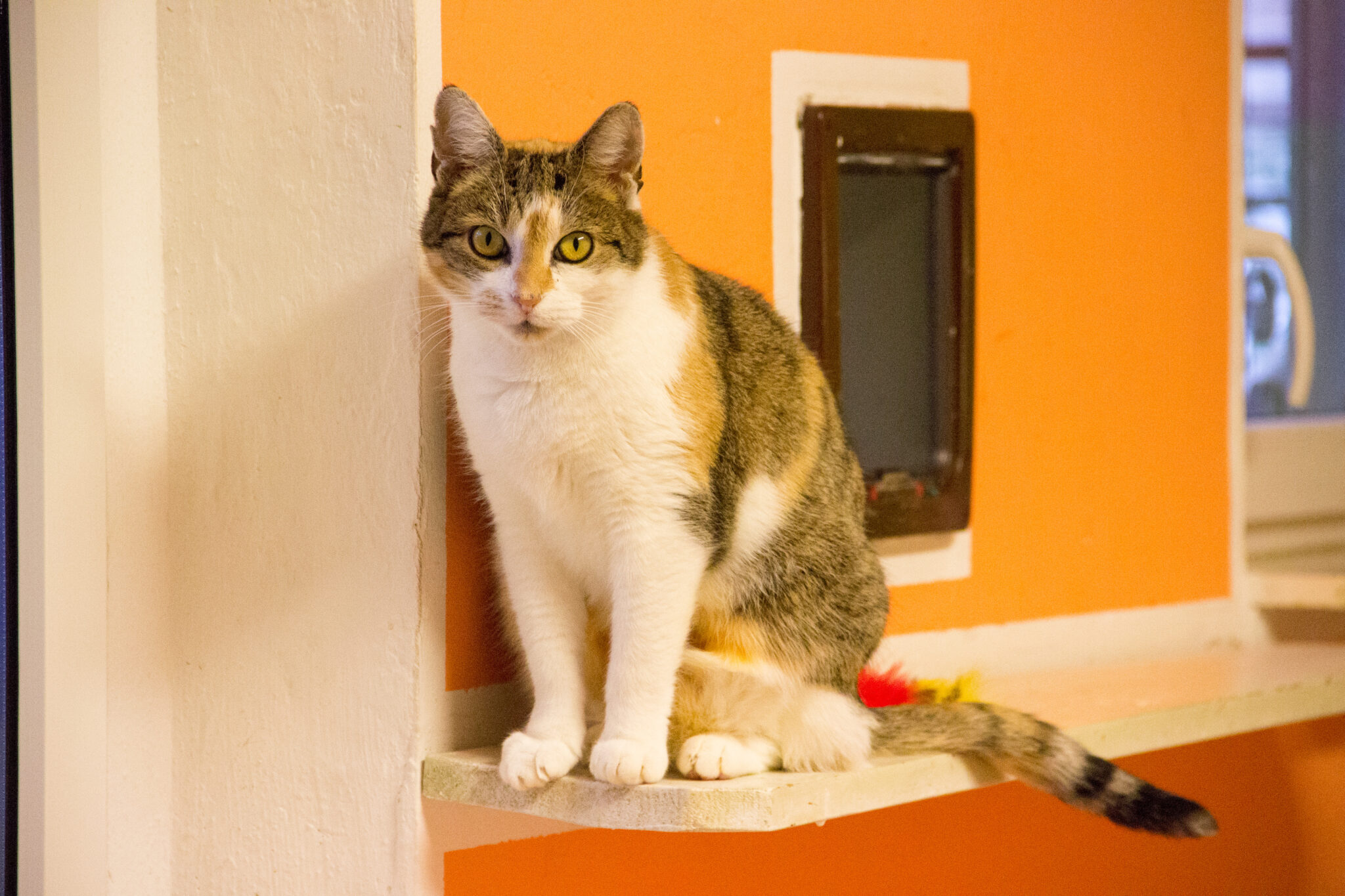 Katze Resi Tierheim Jena vom Tierheimverein Jena e.V.
