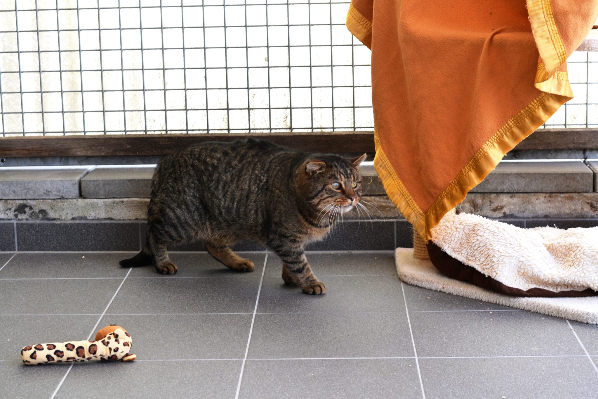 Vermisst Katze Mincky (aus Weimar) Tierheim Jena vom