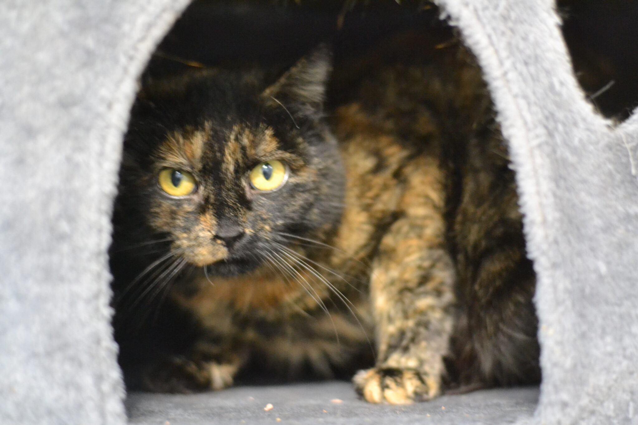 Vermisst Katze Mincky (aus Weimar) Tierheim Jena vom