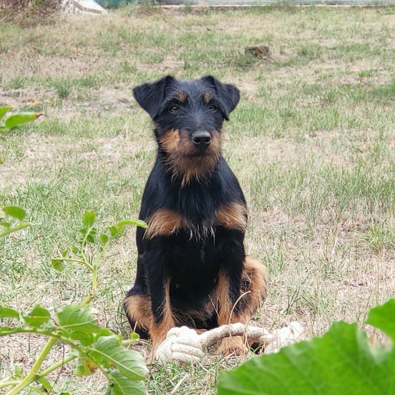 Vermisst Hündin Elli Tierheim Jena vom Tierheimverein