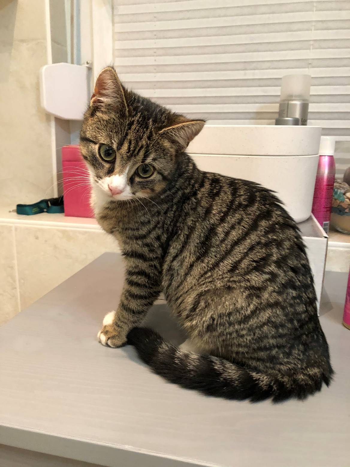 Vermisst Kater Fips Tierheim Jena vom Tierheimverein Jena e.V.