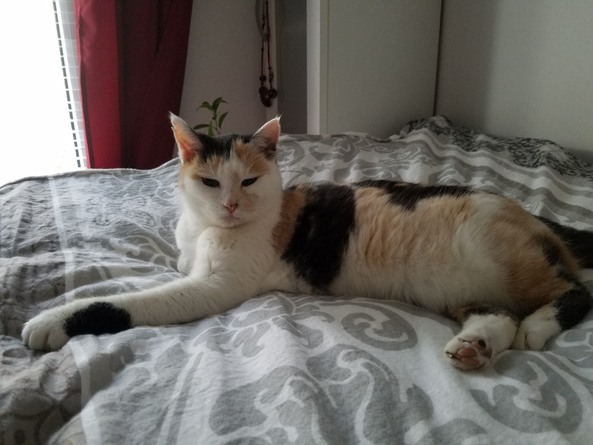 Vermisst Katze Lio Tierheim Jena vom Tierheimverein Jena e.V.