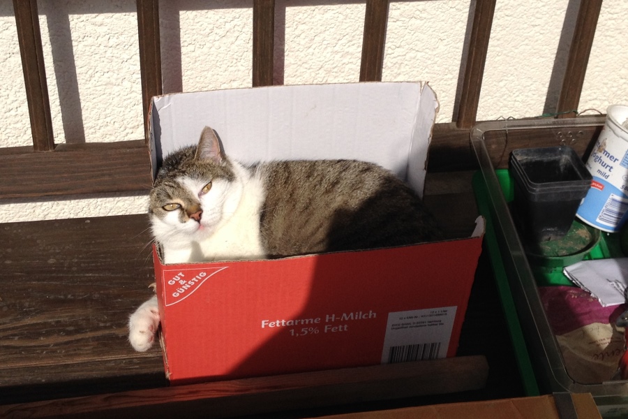 Lotta (06/17) Tierschutzverein Ludwigsburg e.V.