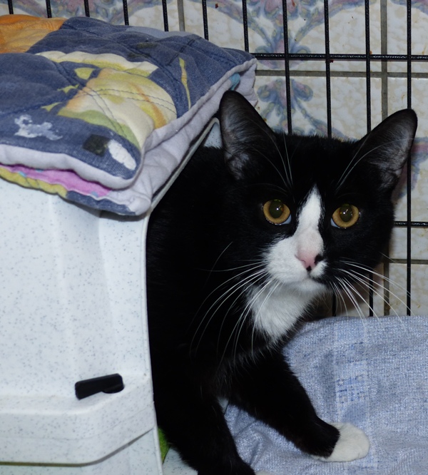 Katzen Tierheim Remscheid