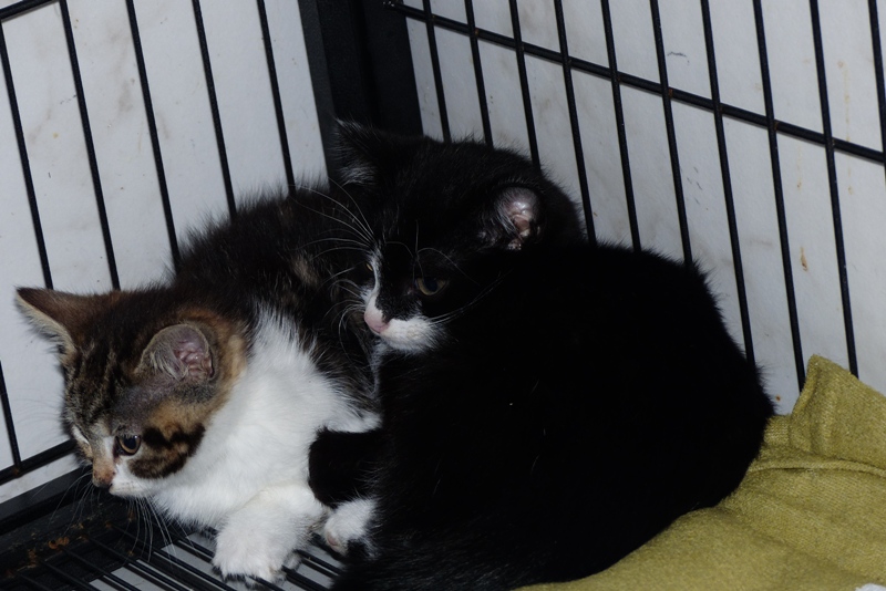 Katzen Tierheim Remscheid