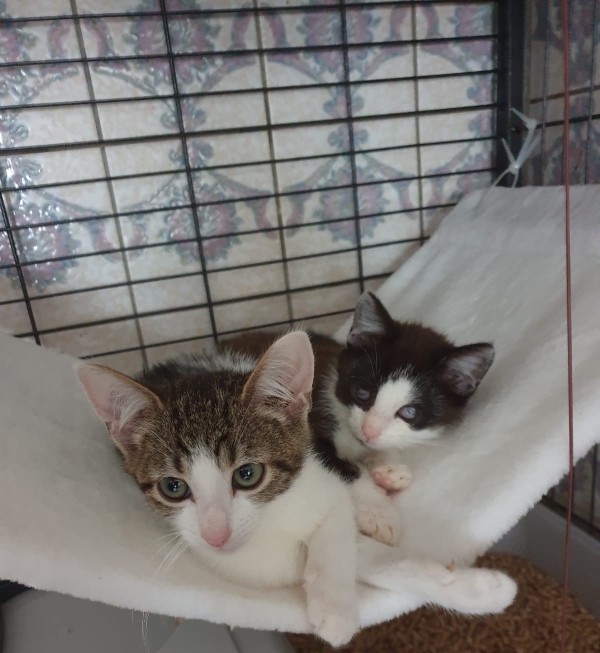 Katzen Tierheim Remscheid