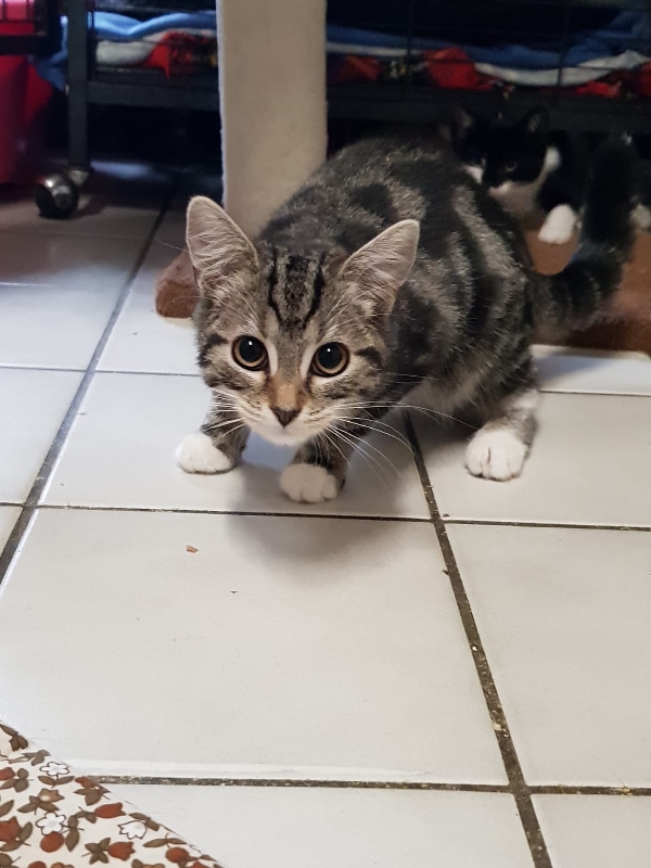 Katzen Tierheim Remscheid