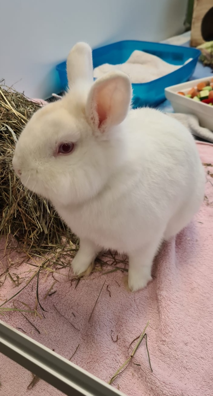 Hase adoptieren Archives Tierheim u. Tierschutzbund Ulm