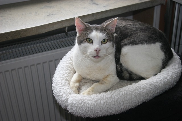 Tierschutzverein Weiden u. U. e. V. Katzen