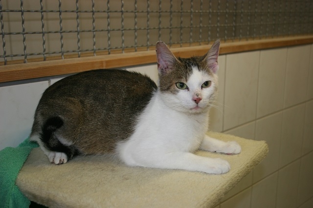 Tierschutzverein Weiden u. U. e. V. Katzen