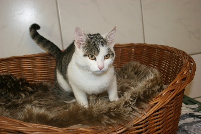 Tierschutzverein Weiden u. U. e. V. Katzen