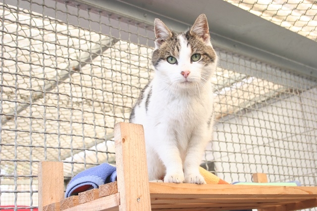 Tierschutzverein Weiden u. U. e. V. Katzen