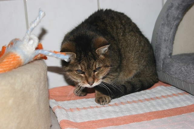 Tierschutzverein Weiden u. U. e. V. Katzen