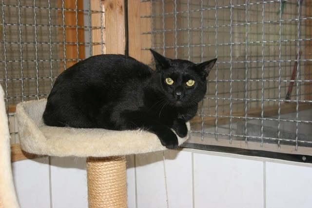 Tierschutzverein Weiden u. U. e. V. Katzen