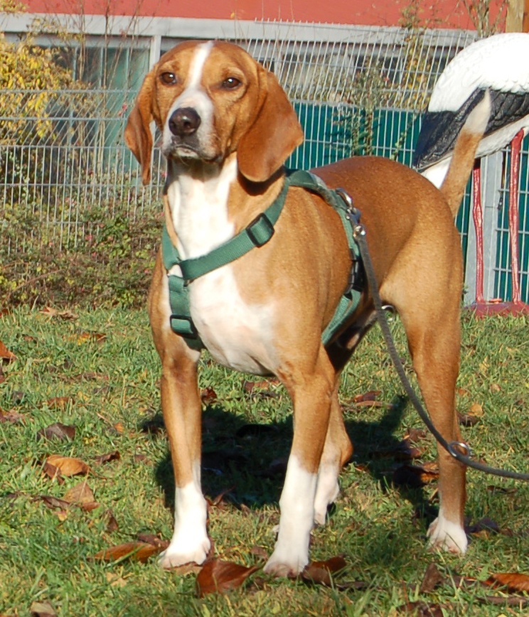 Dobby Tierhilfe Franken e.V.