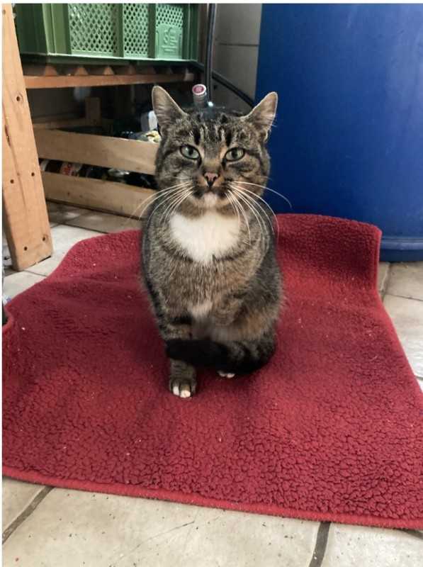 Katze zugelaufen Tierhilfe Franken e.V.