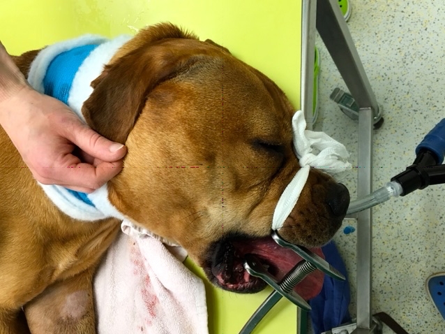 Tetanus bei Frieda TierklinikPosthausen