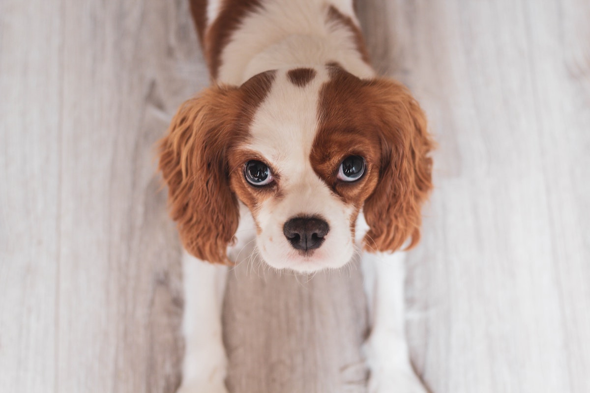 Herzgeräusch beim Hund was bedeutet das? Tiermedizin Simplified!