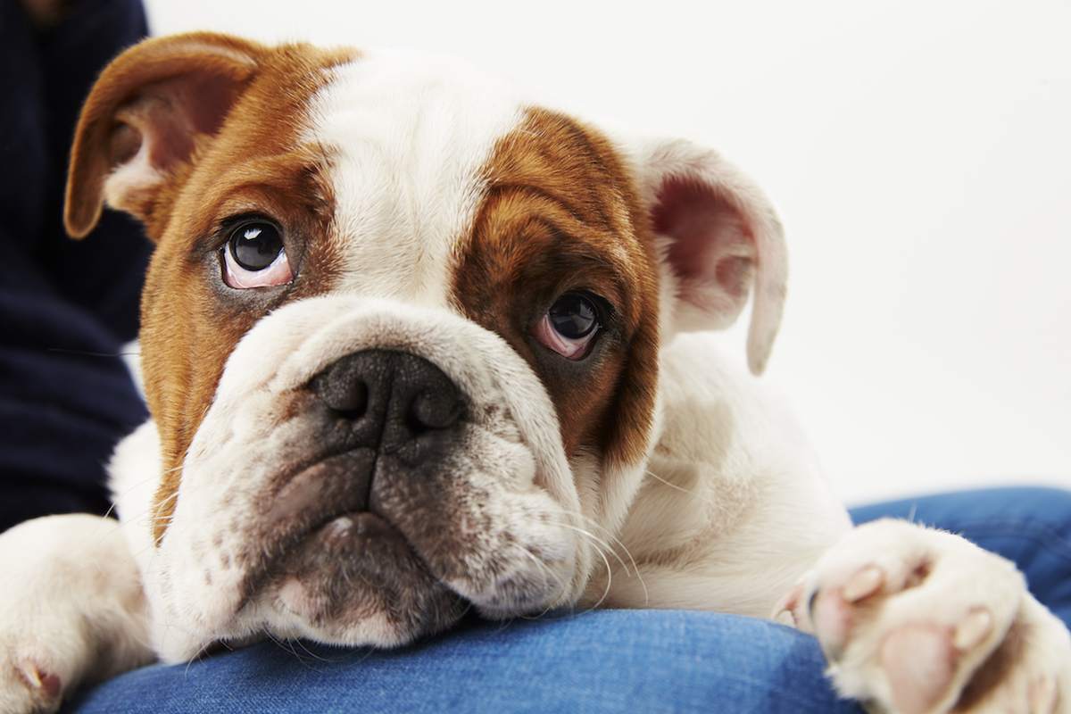 Fallotsche Tetralogie bei Hund und Katze Tiermedizin