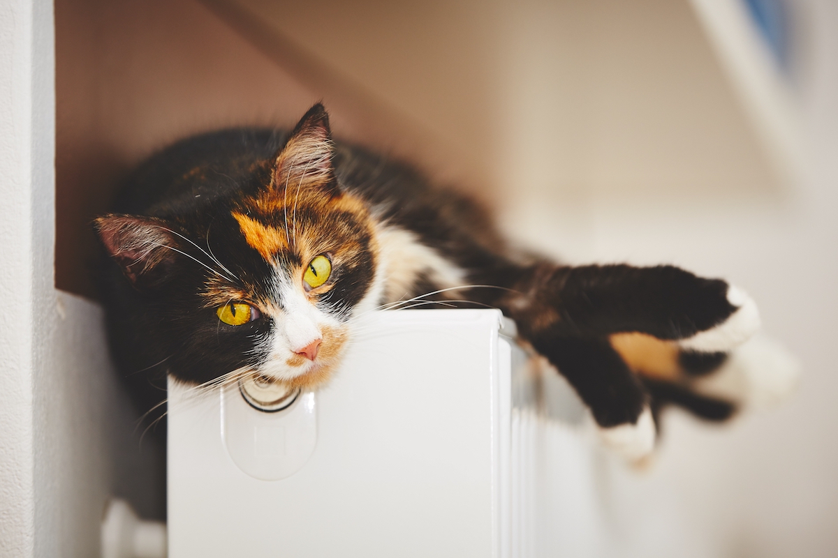 Erhöhtes SDMA bei Katzen Tiermedizin Simplified!