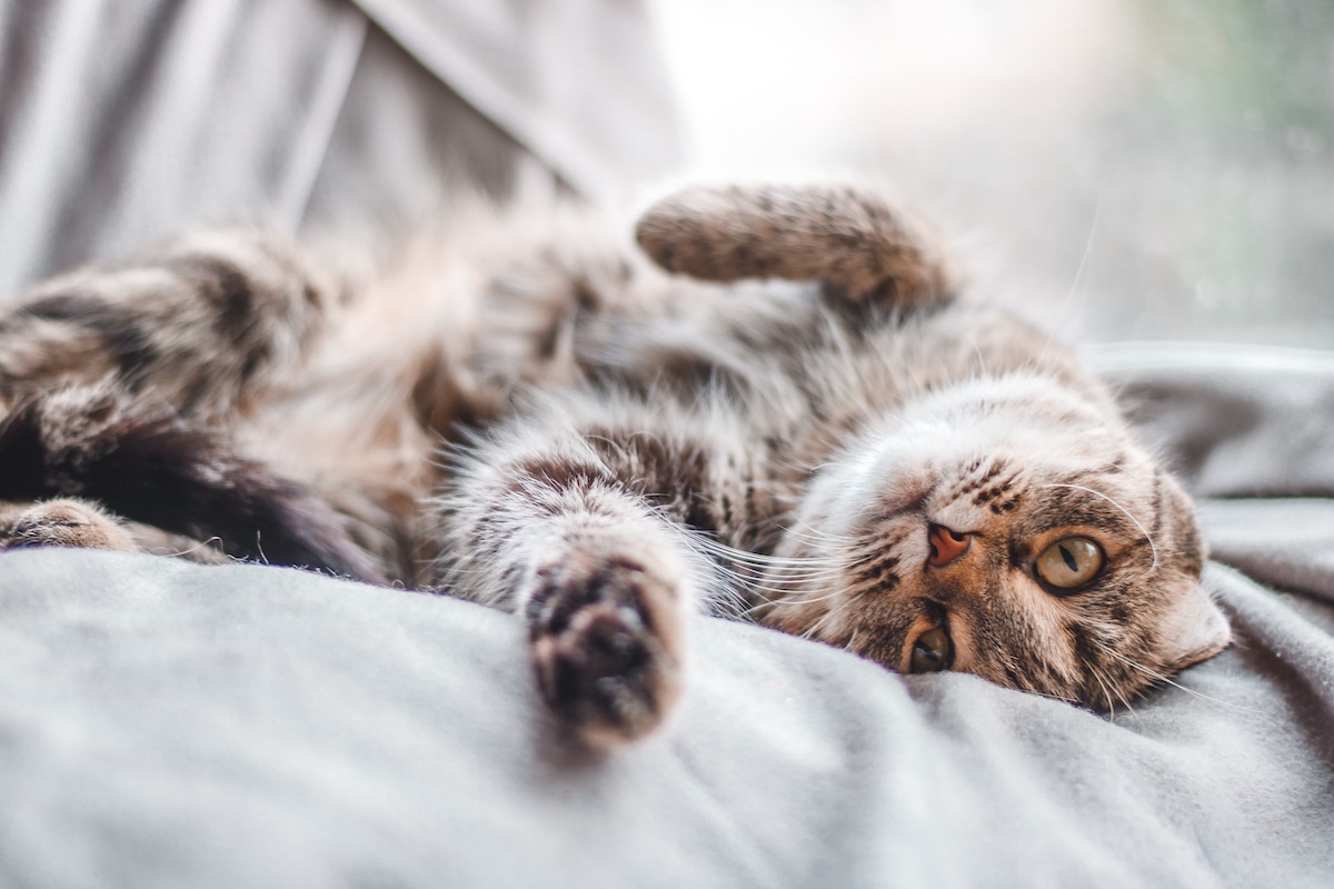 Erhöhtes SDMA bei Katzen Tiermedizin Simplified!