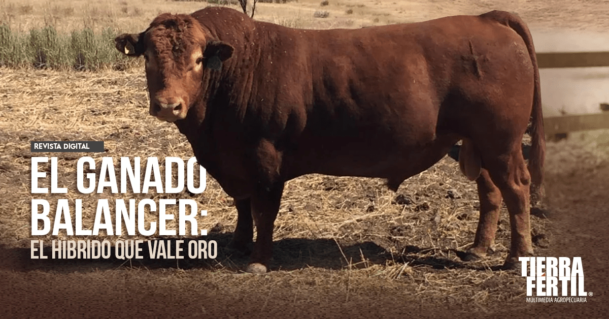 EL GANADO BALANCER EL HÍBRIDO QUE VALE ORO TierraFértil®