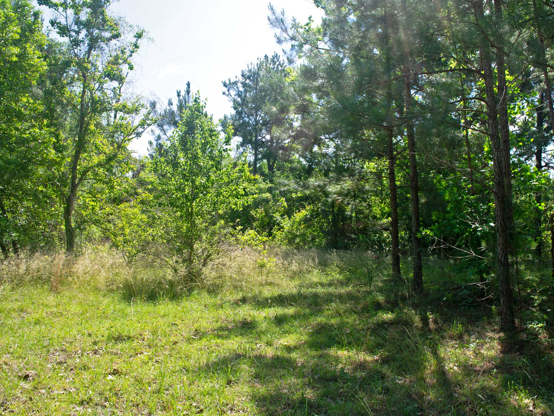 13 Acres Of Wooded Privacy 40 Mins From Vidalia Tierra Land Company