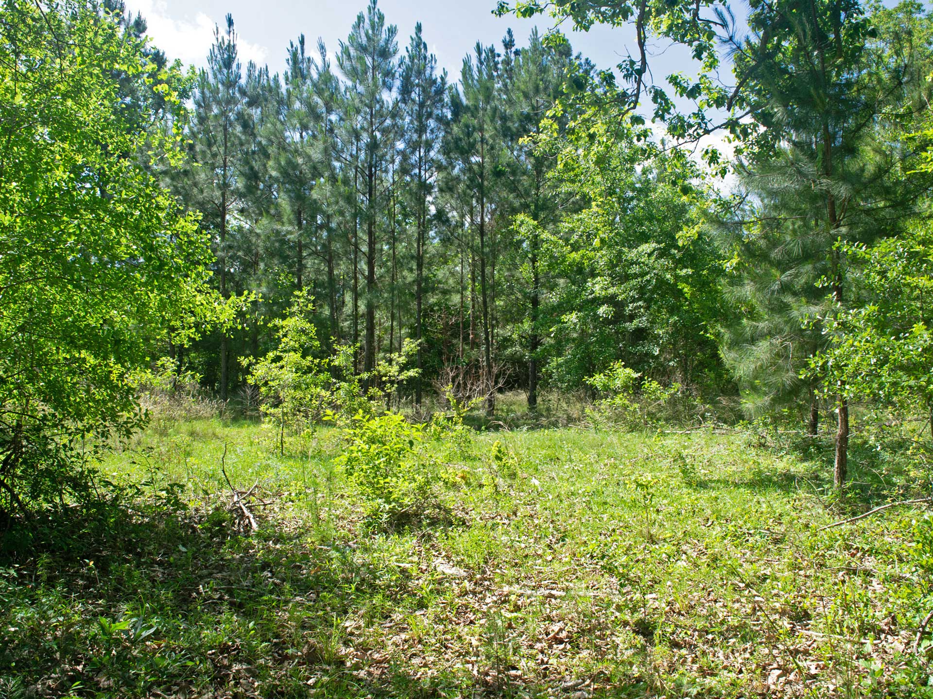 13 Acres Of Wooded Privacy 40 Mins From Vidalia Tierra Land Company