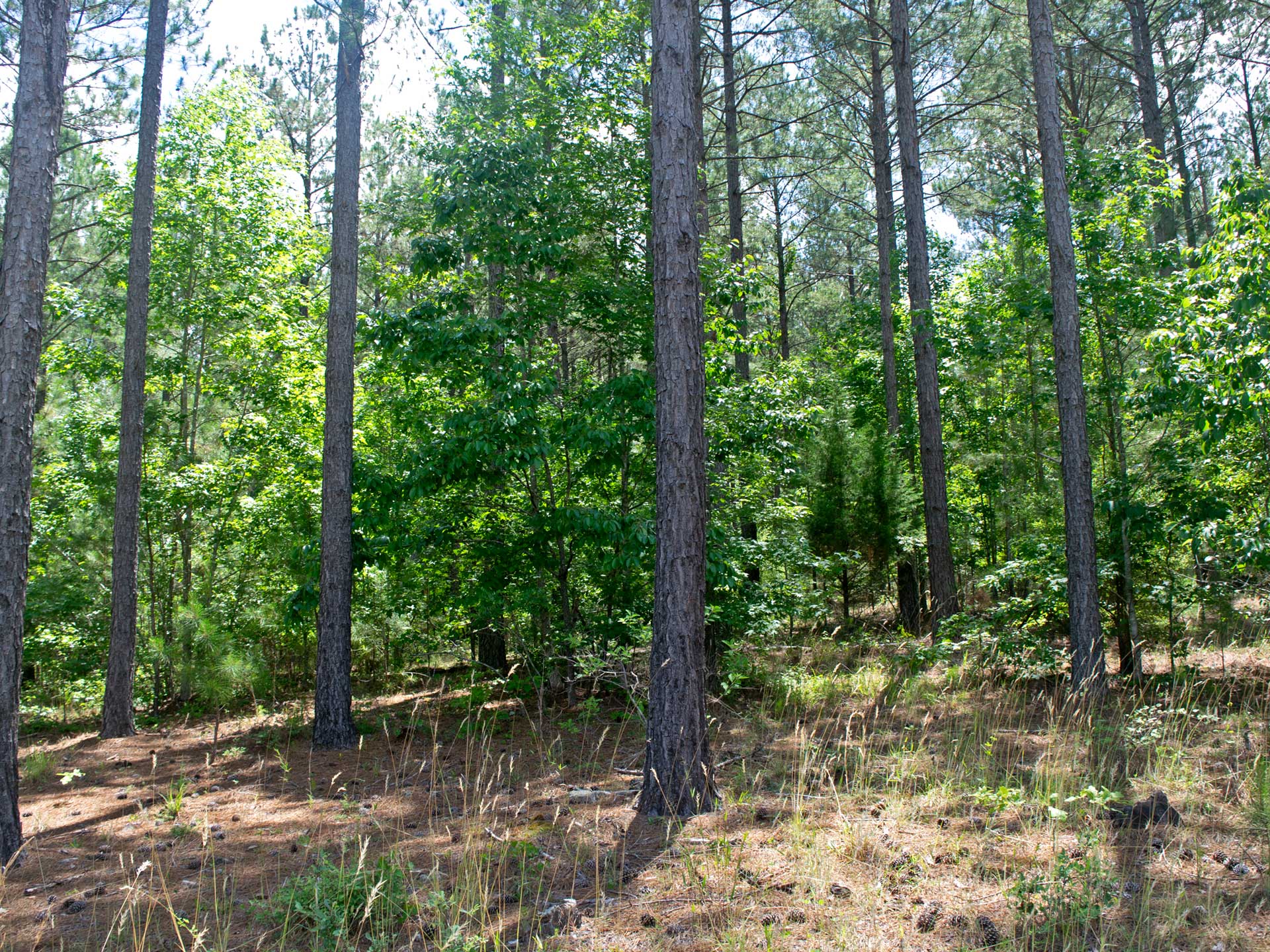 2.9 Acres In Subdivision on Lake Thurmond 1 Hour From