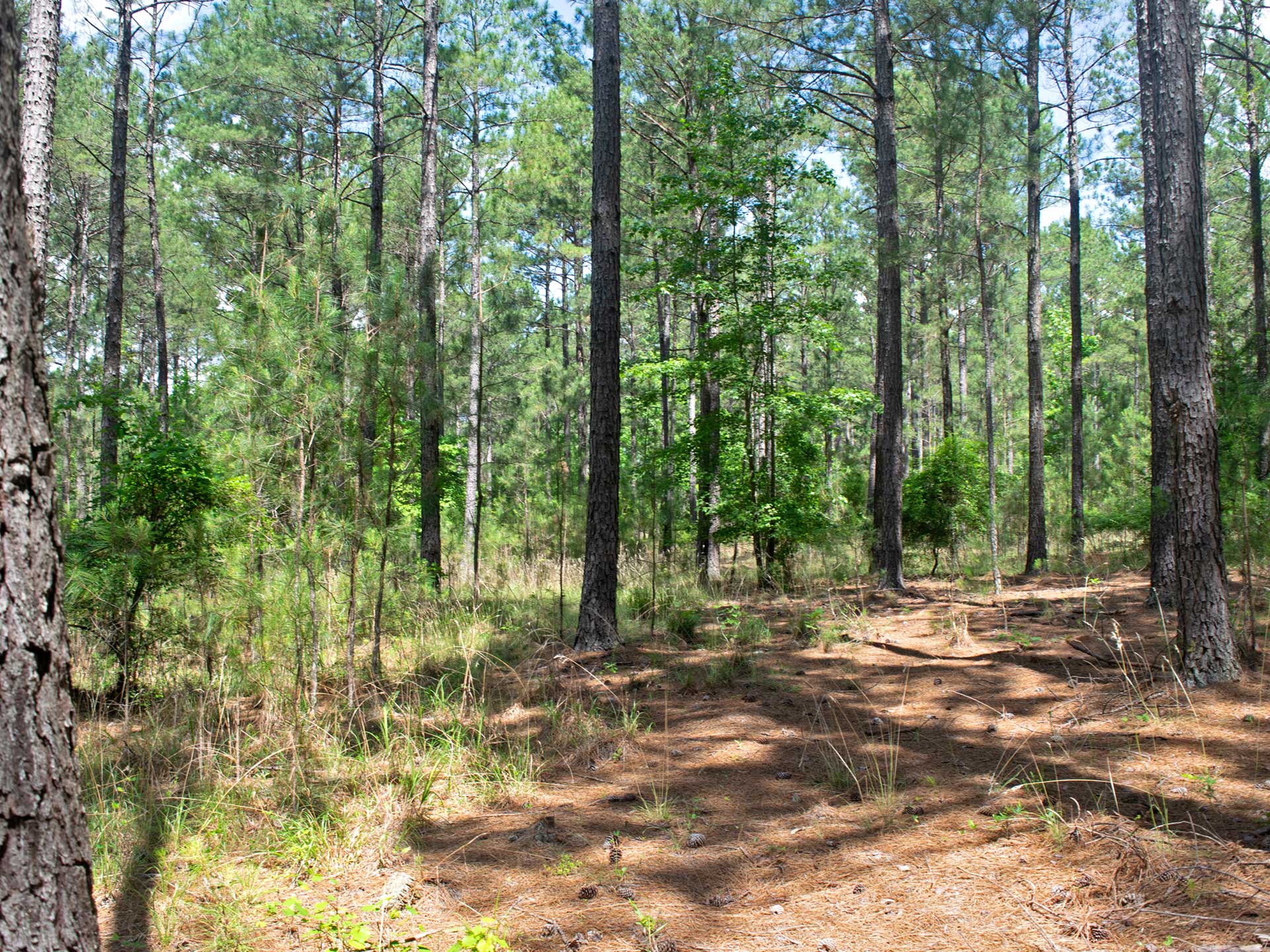 2.7 Acres In Beautiful Subdivision on Lake Thurmond 1 Hour From