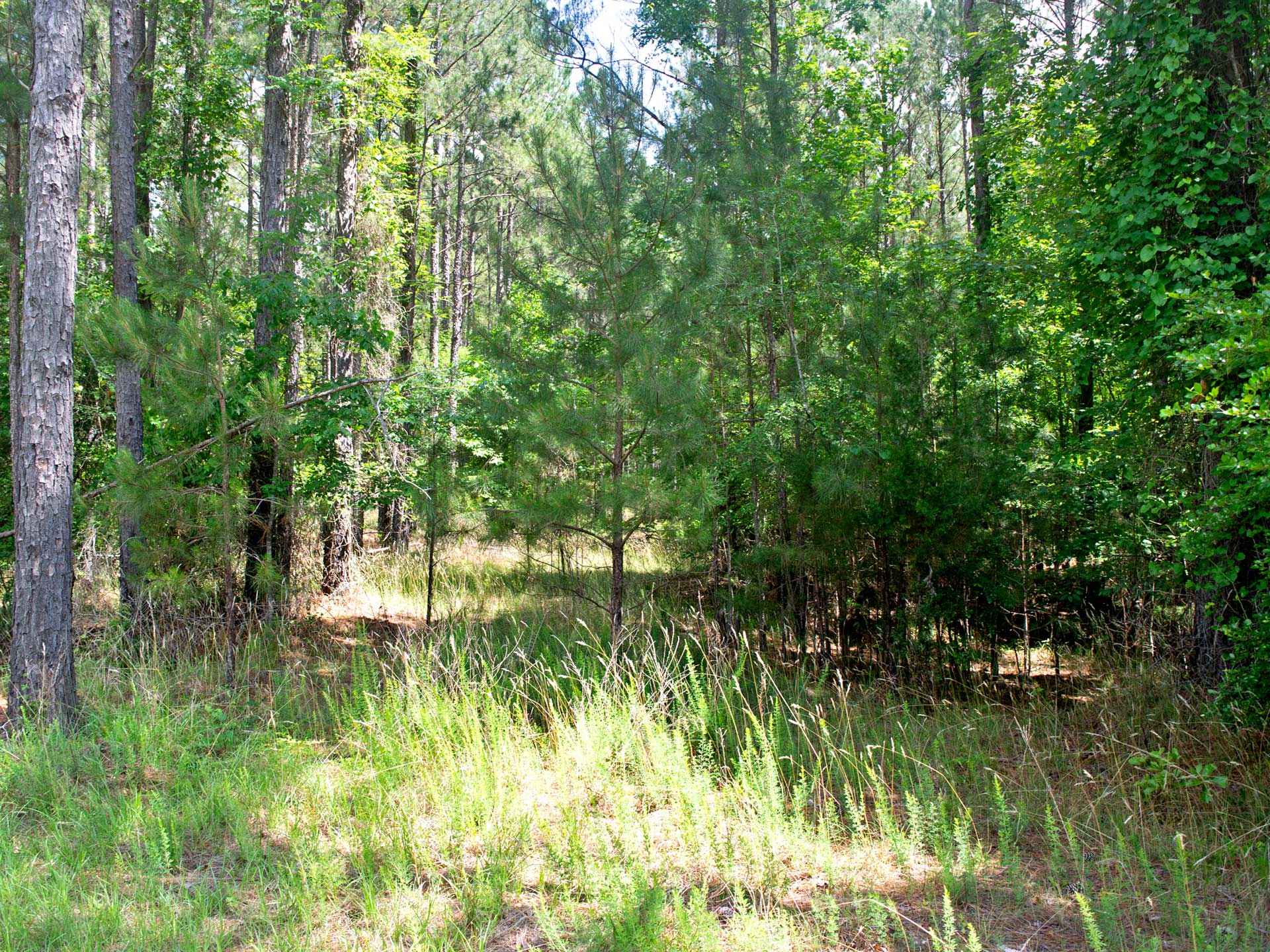 2.7 Acres In Beautiful Subdivision on Lake Thurmond 1 Hour From