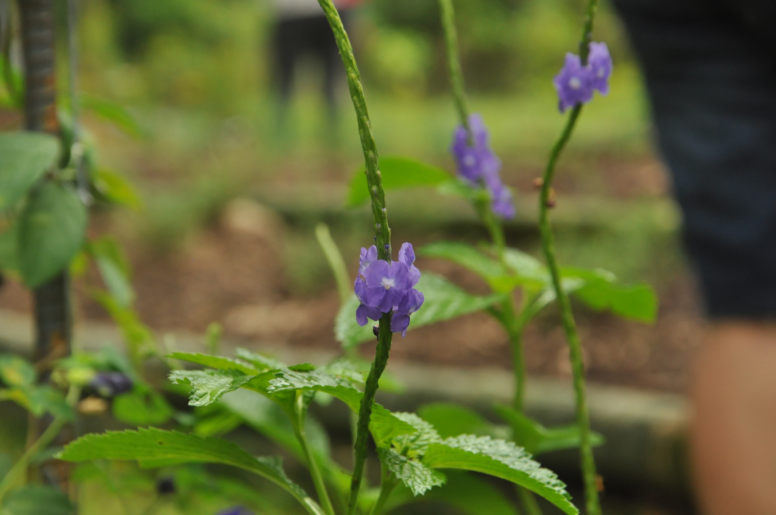 Tierra Maria Estates