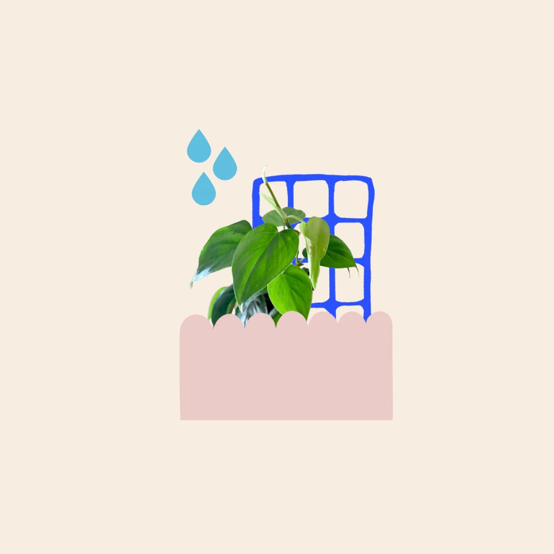 What to do when you to water your plant