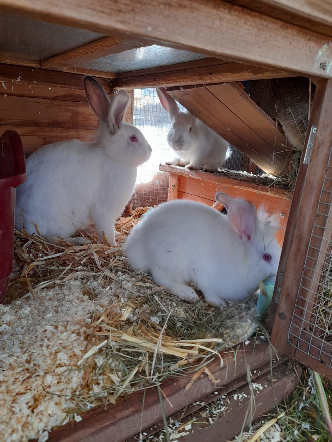 Lise und Kinder (Vermittelt) Tierschutz Euskirchen e.V.